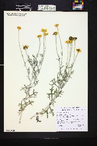 Eriophyllum lanatum image