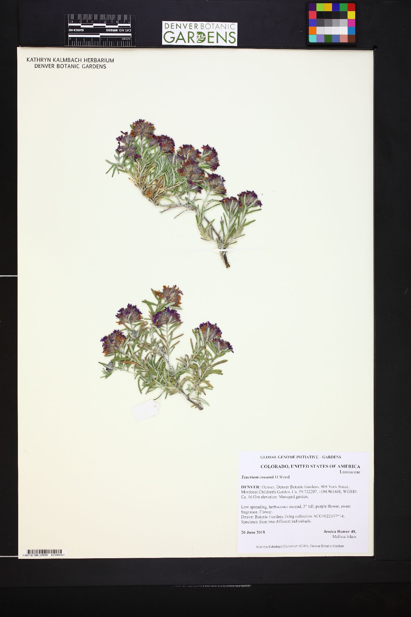 Teucrium cossonii image