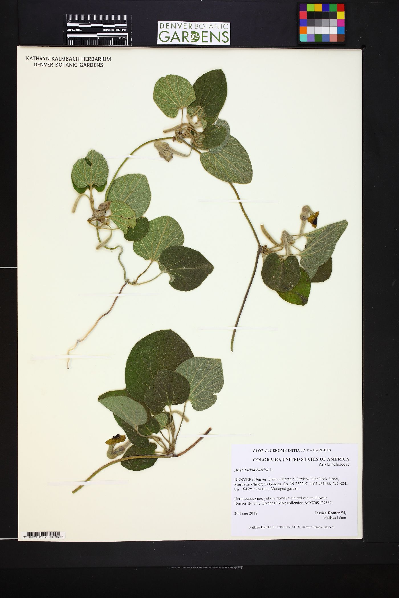 Aristolochia baetica image