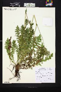 Image of Filipendula vulgaris
