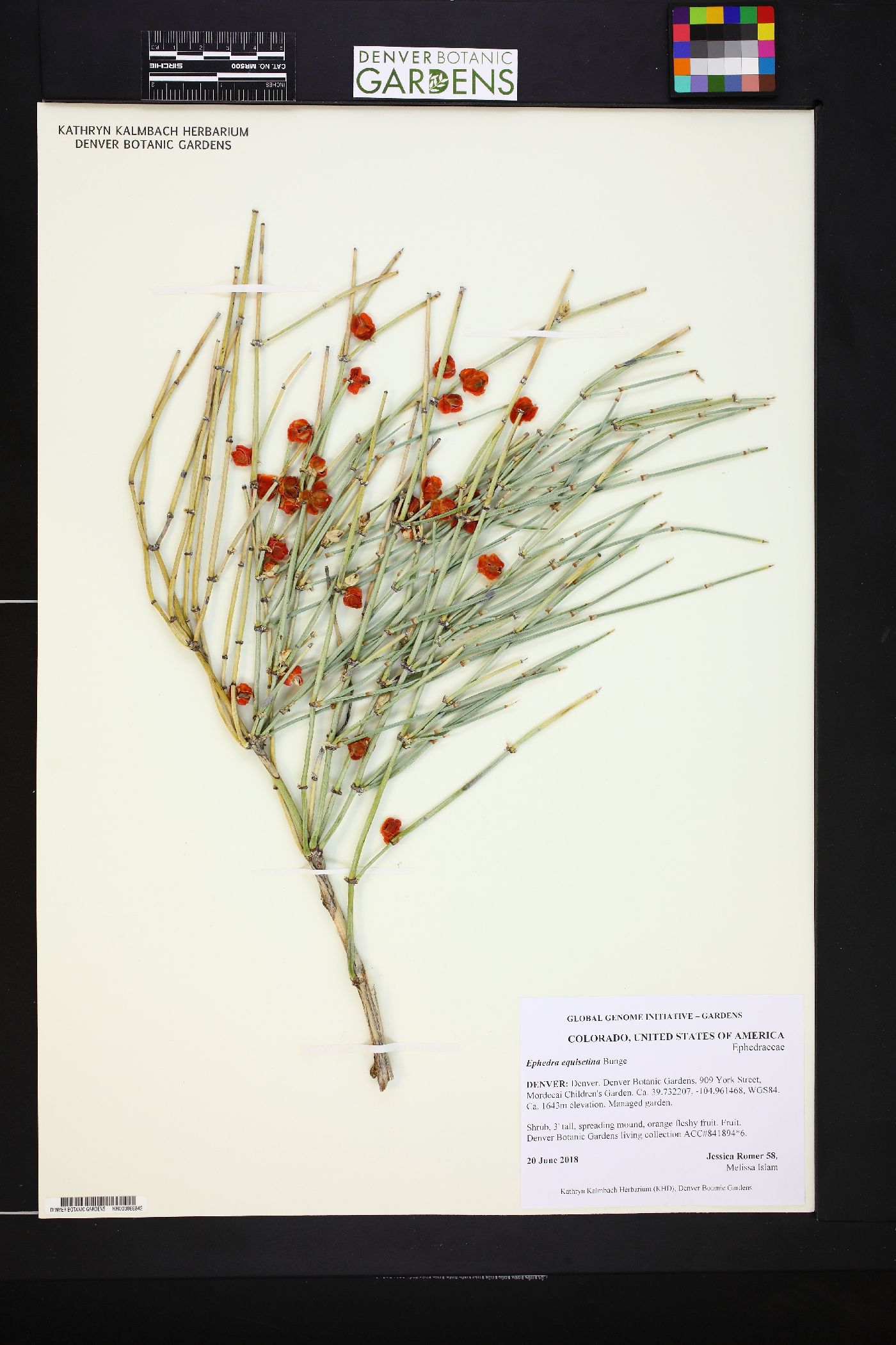 Ephedra equisetina image