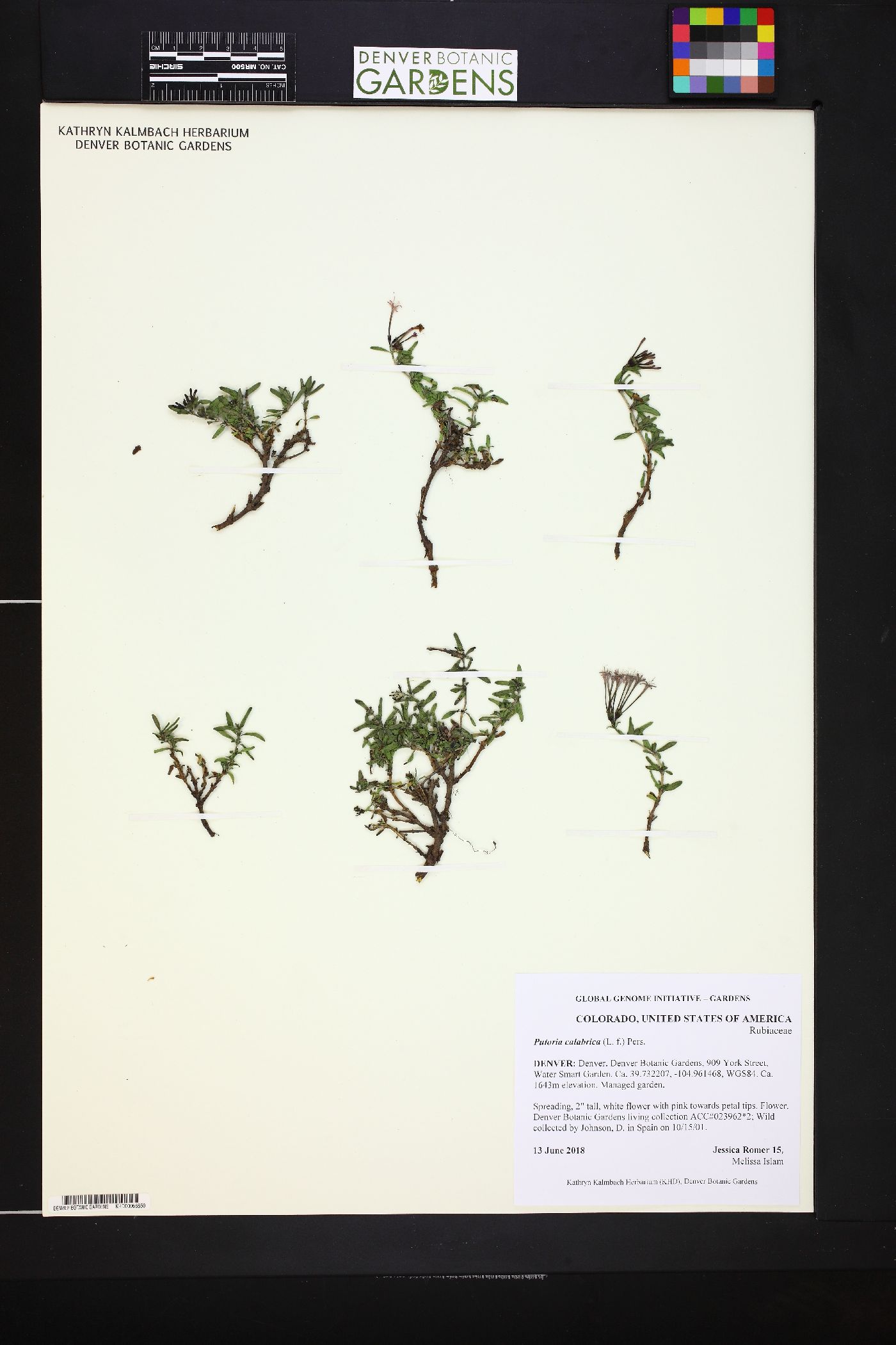 Putoria calabrica image