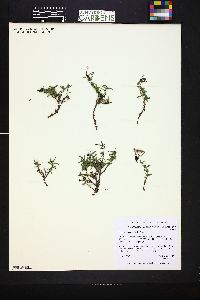 Media resource of Putoria calabrica