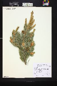 Pinus edulis image