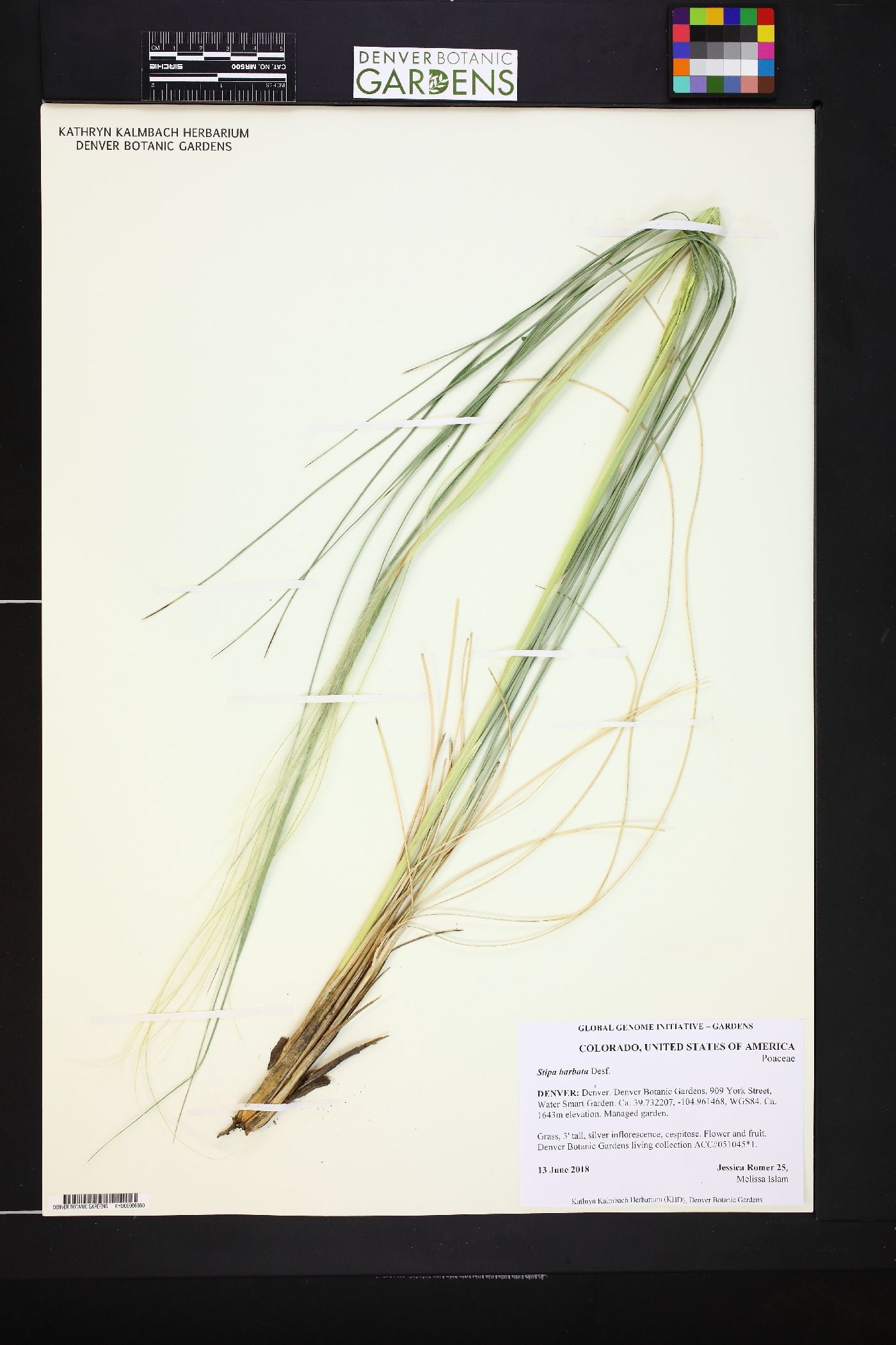 Stipa barbata image