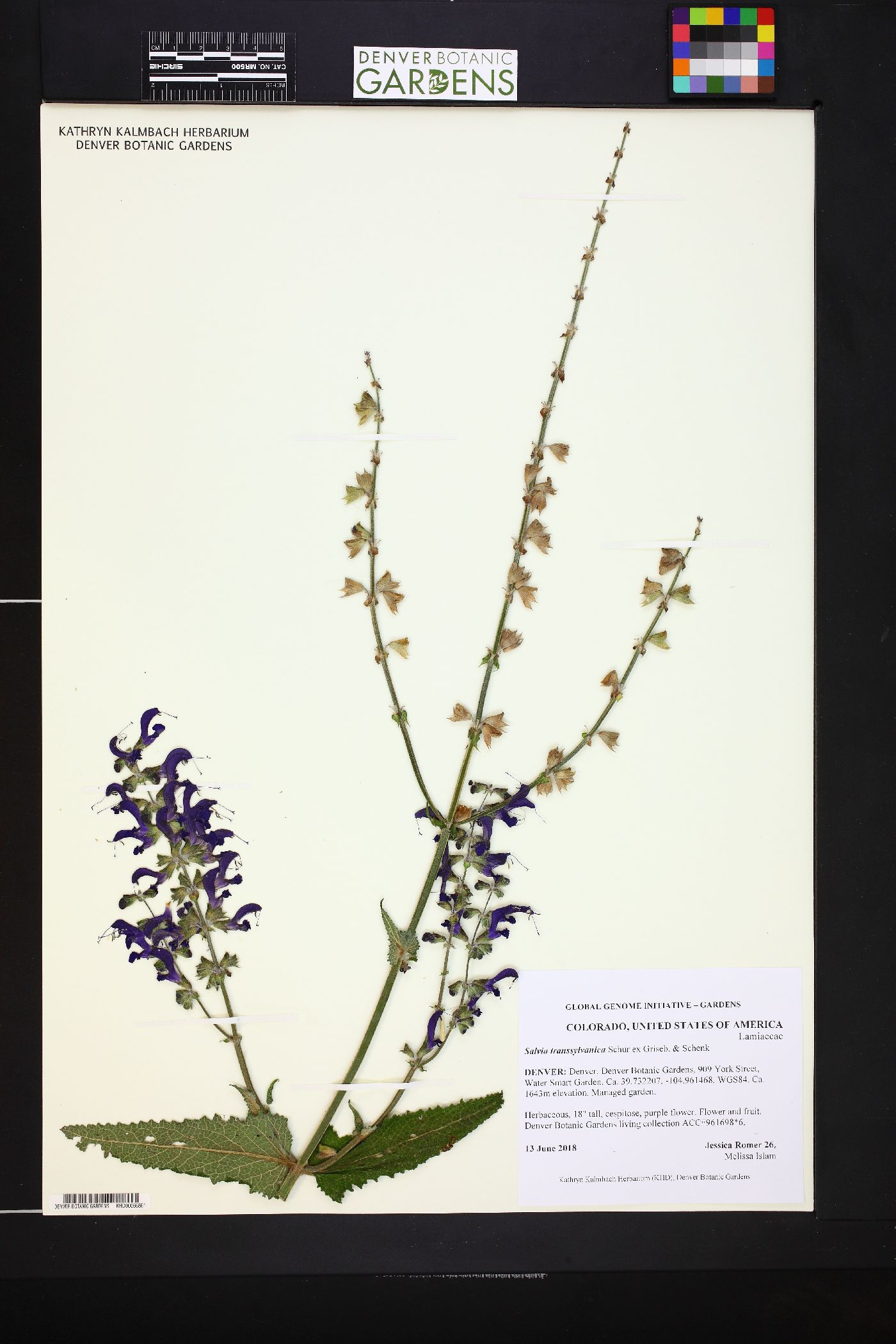 Salvia transsylvanica image