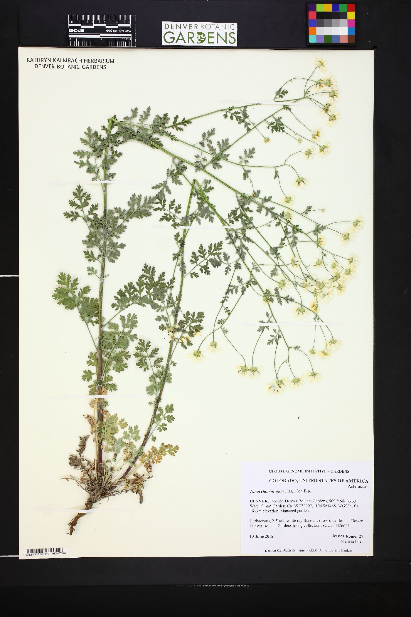 Tanacetum niveum image