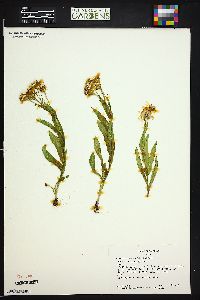 Senecio crassulus image