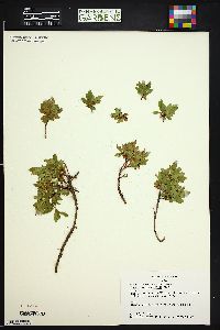 Vaccinium caespitosum image