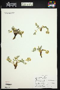 Oreoxis bakeri image