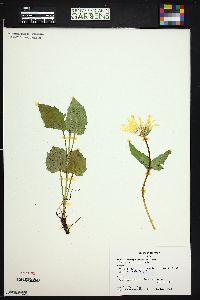 Arnica cordifolia image