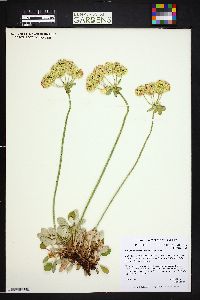 Eriogonum umbellatum var. majus image