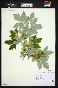 Acer griseum image