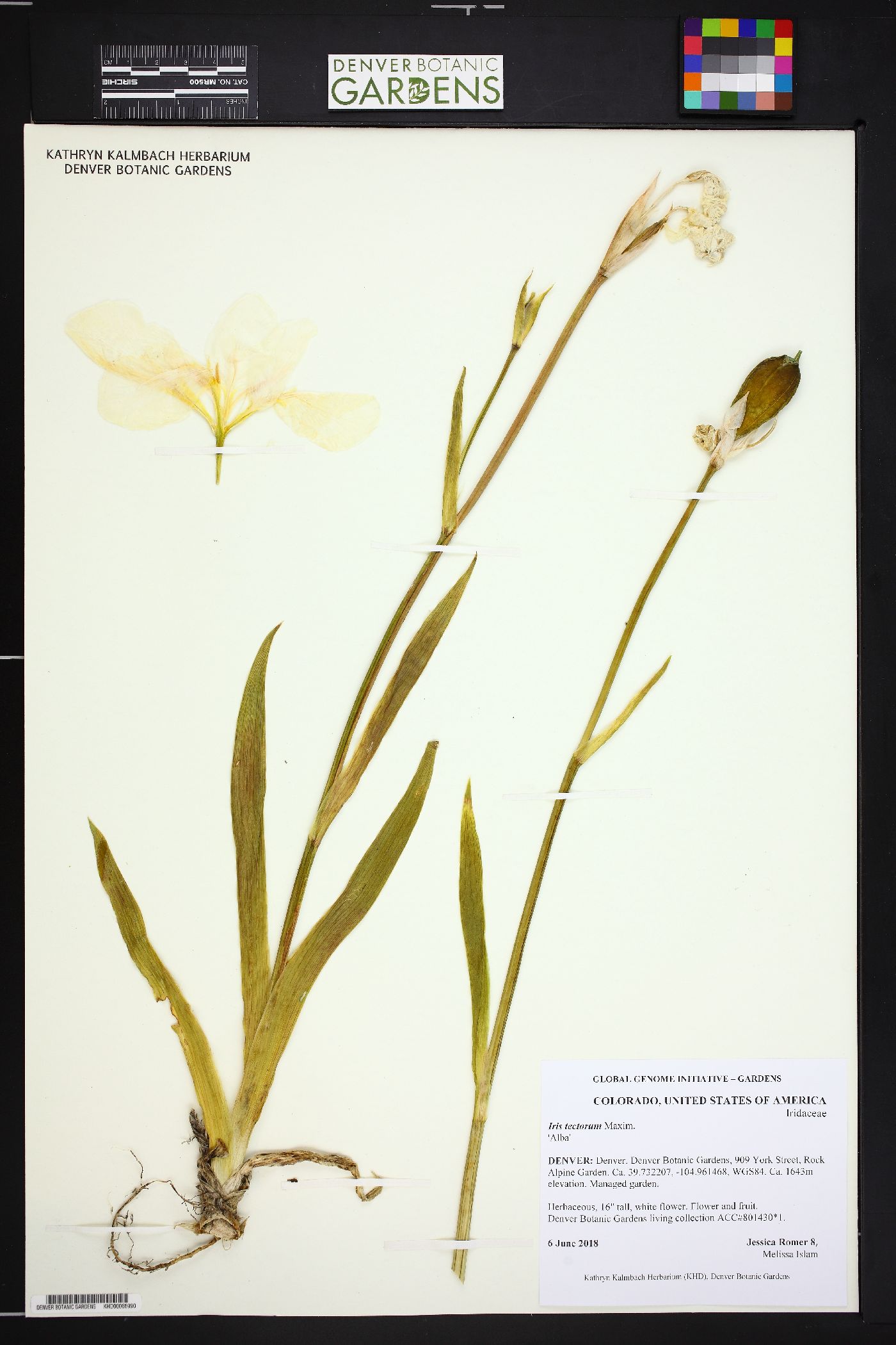 Iris tectorum image