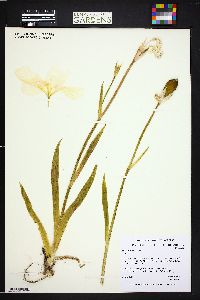 Iris tectorum image