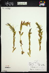 Epilobium hornemannii image