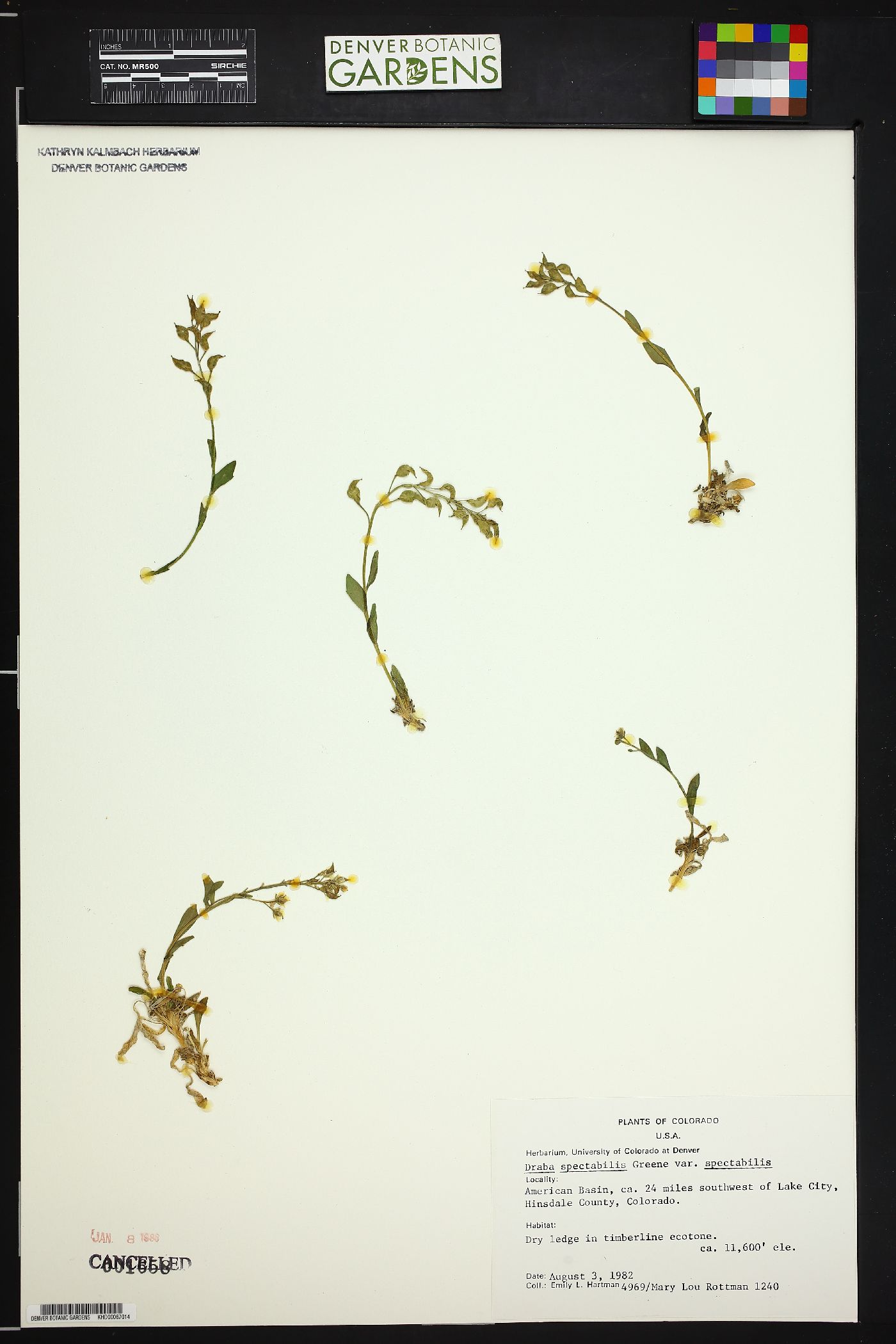 Draba spectabilis var. spectabilis image