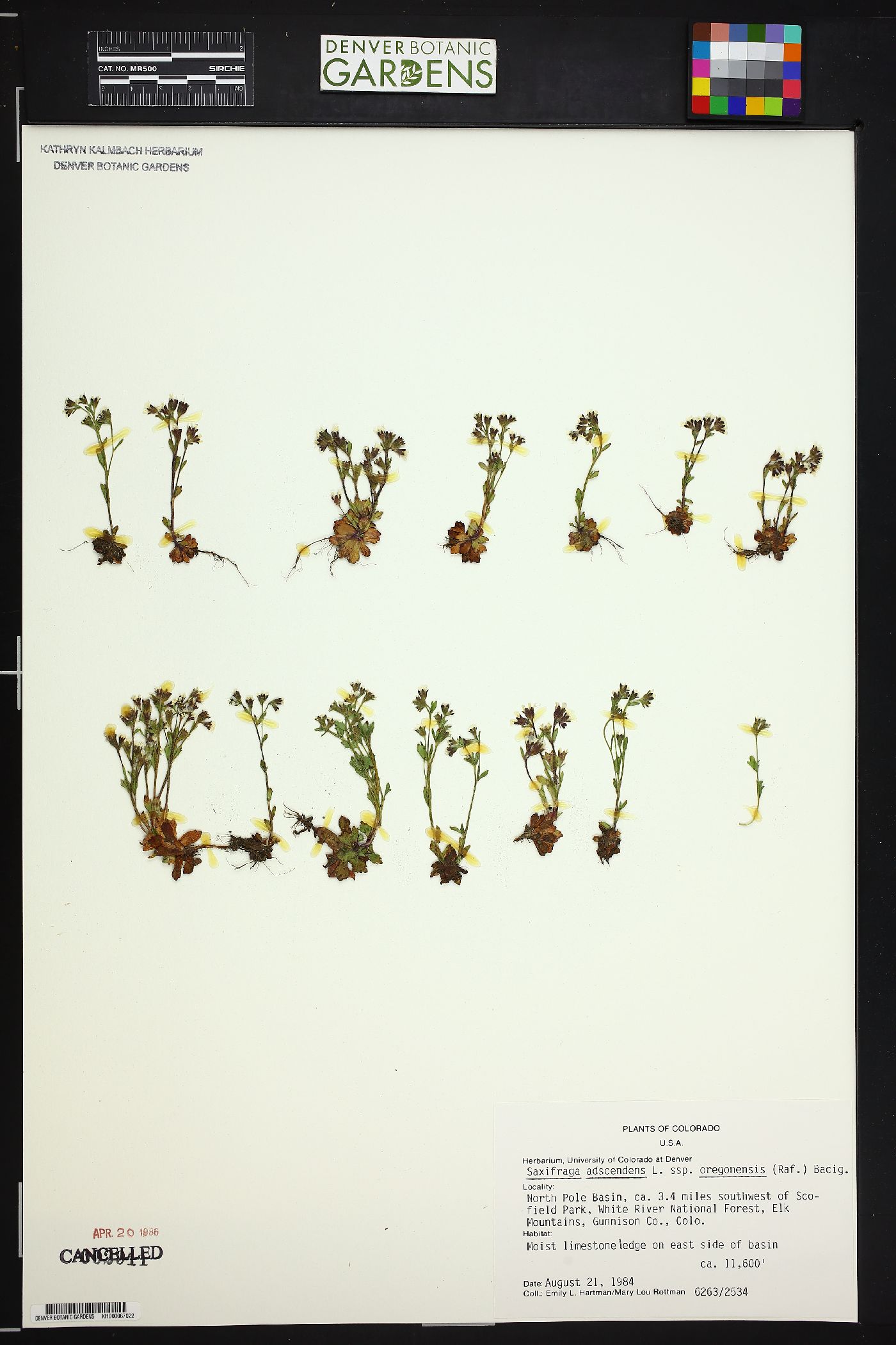 Saxifraga adscendens subsp. oregonensis image