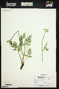 Pseudocymopterus montanus image