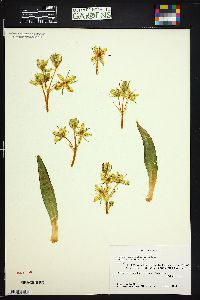 Frasera speciosa image