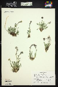 Smelowskia calycina image