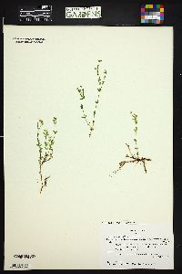 Arenaria lanuginosa subsp. saxosa image