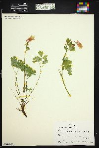 Aquilegia elegantula image