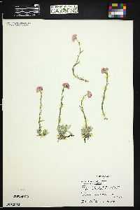 Antennaria microphylla image