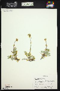 Antennaria umbrinella image