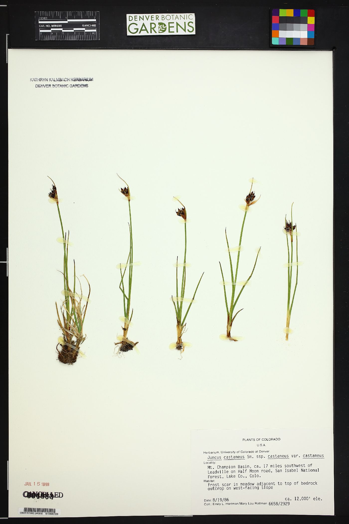 Juncus castaneus subsp. castaneus var. castaneus image