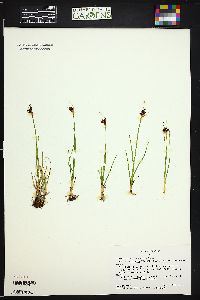 Juncus castaneus image