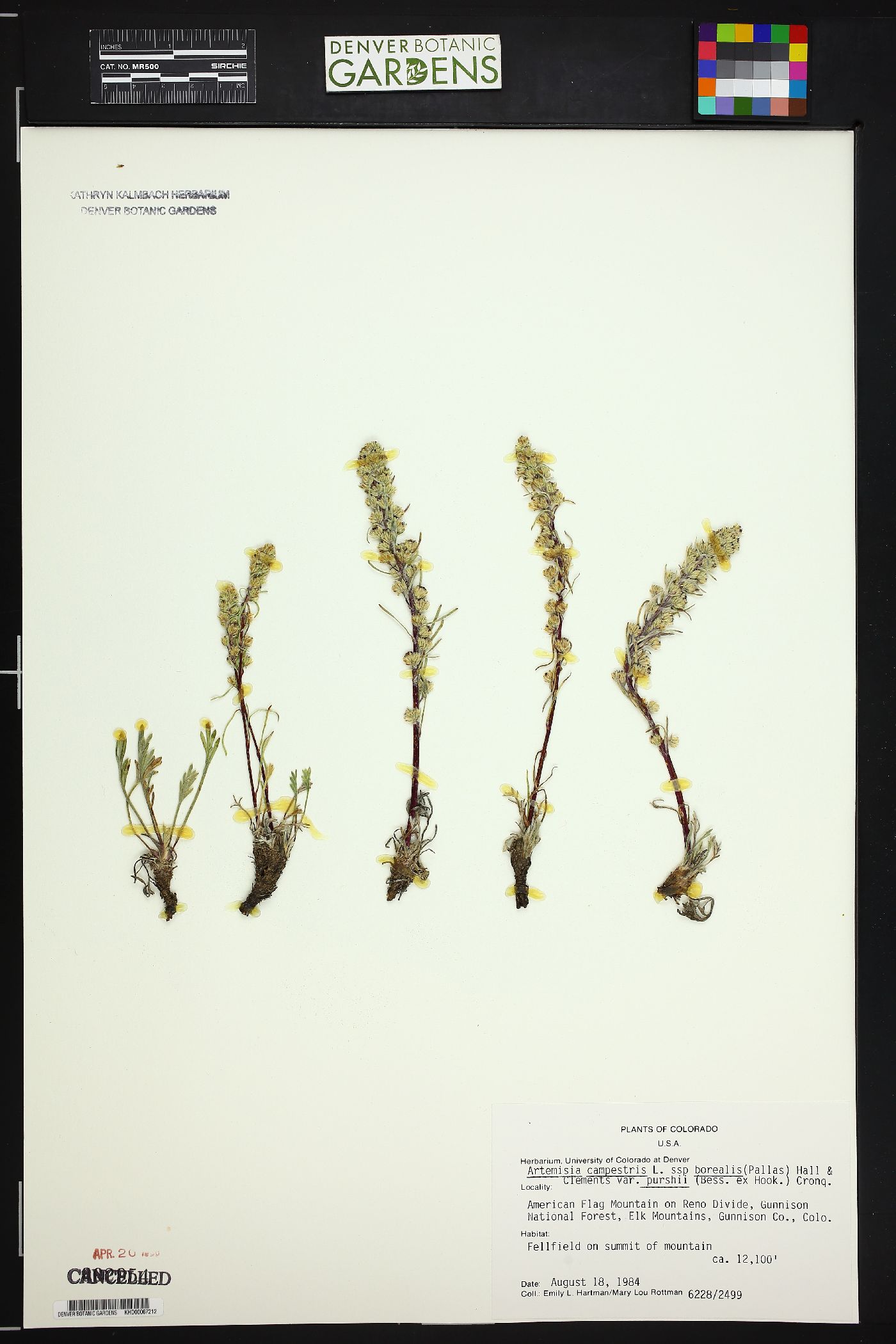 Artemisia campestris subsp. borealis image