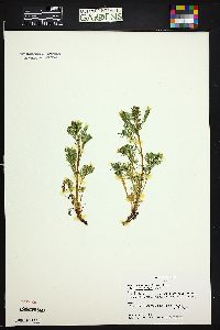 Artemisia laciniata subsp. parryi image