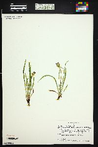 Agoseris aurantiaca var. aurantiaca image