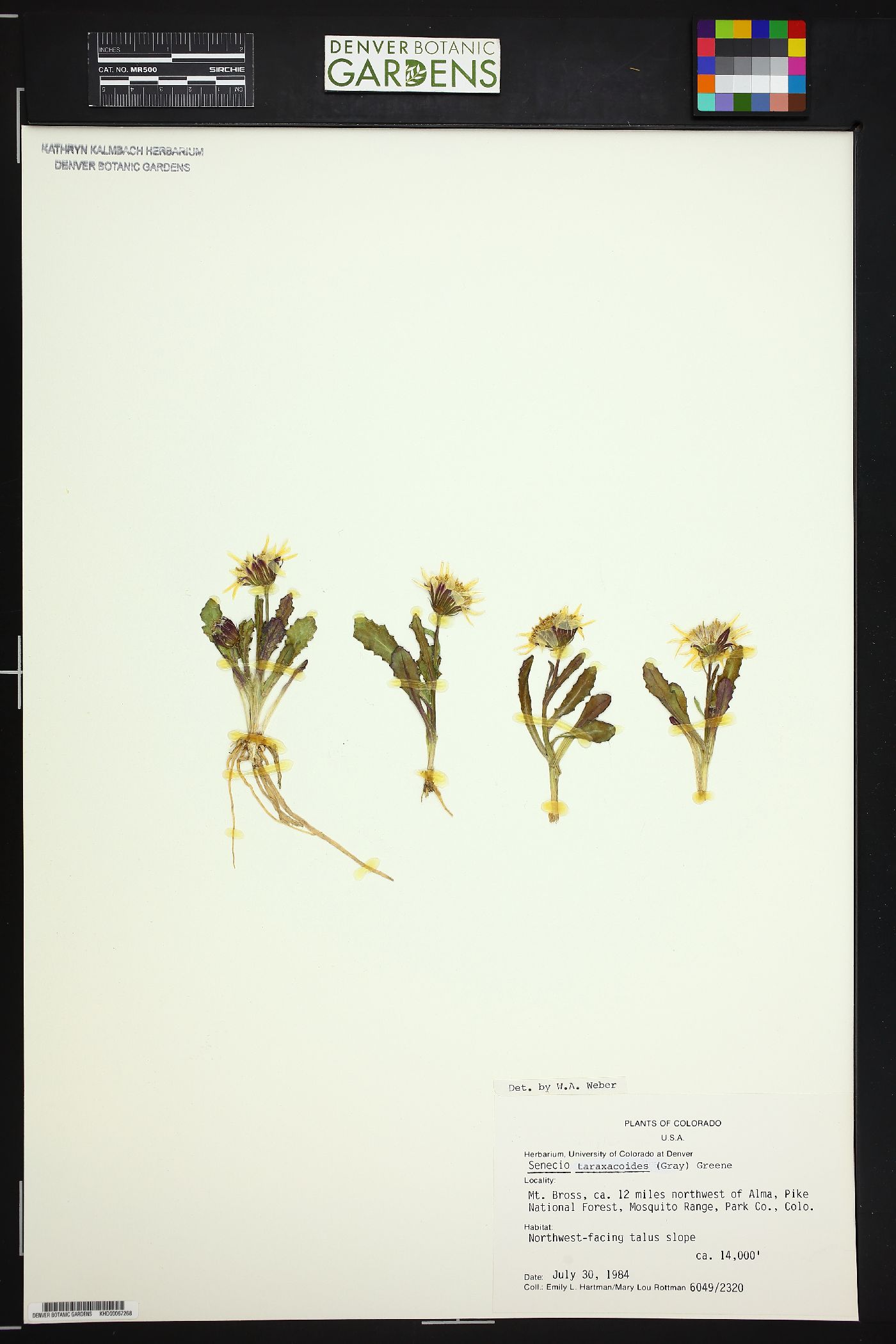 Senecio taraxacoides image