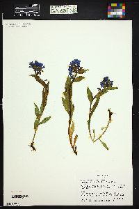 Mertensia oblongifolia image