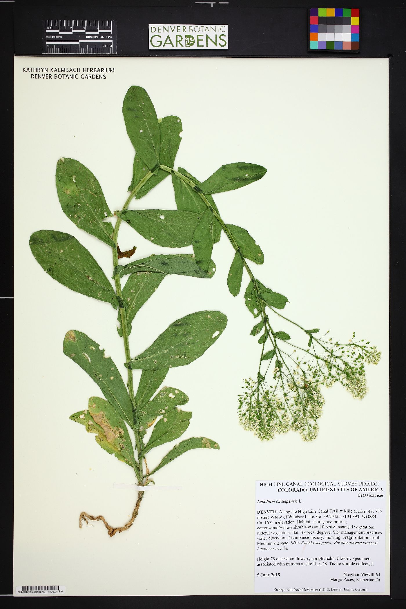 Lepidium chalepensis image