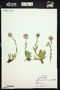 Erigeron simplex image