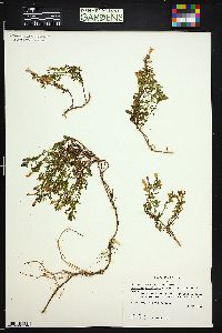 Penstemon crandallii subsp. crandallii image