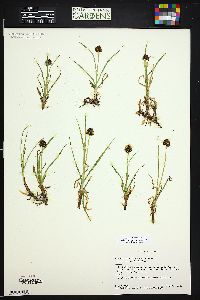 Carex vernacula image