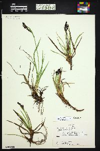 Carex scopulorum image