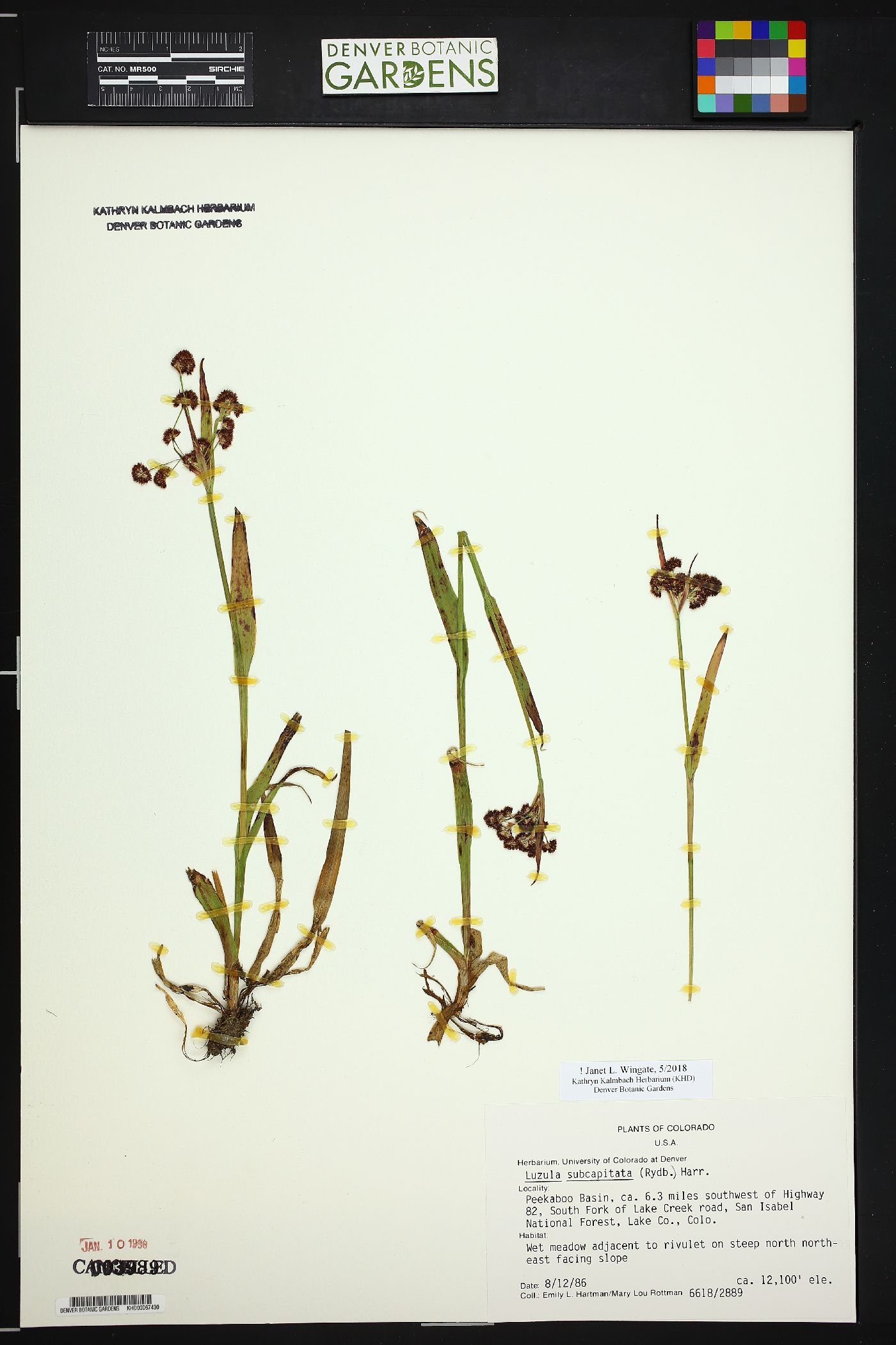 Luzula subcapitata image