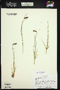 Luzula spicata image