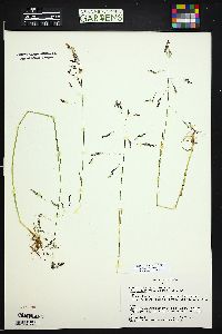 Poa reflexa image