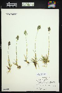 Poa alpina image