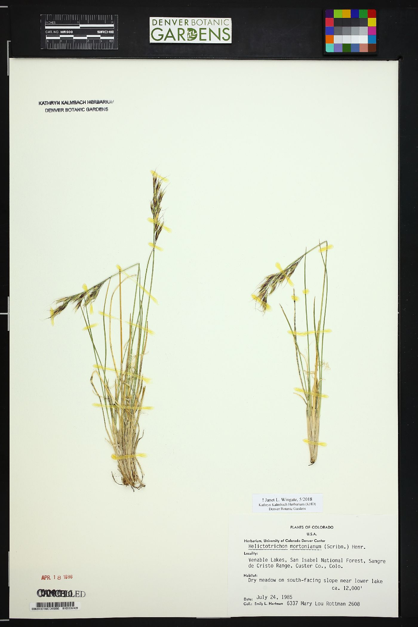 Helictotrichon mortonianum image