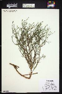 Stephanomeria pauciflora image