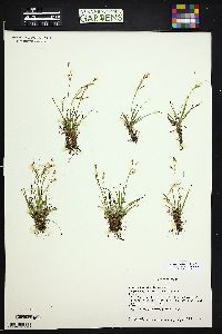 Carex capillaris subsp. capillaris image