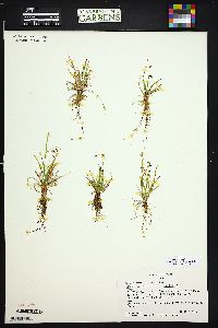 Carex capillaris subsp. capillaris image