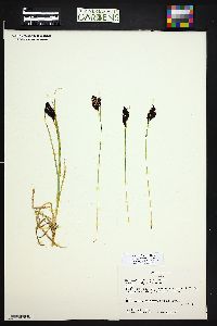 Carex chalciolepis image